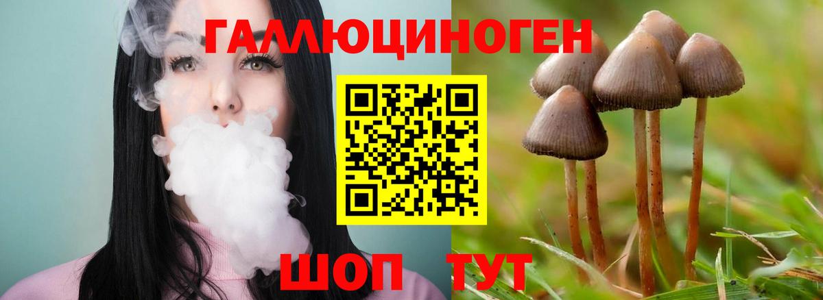 Минусинск  Псилоцибиновые грибы Psilocybine cubensis  Вход с VPN 